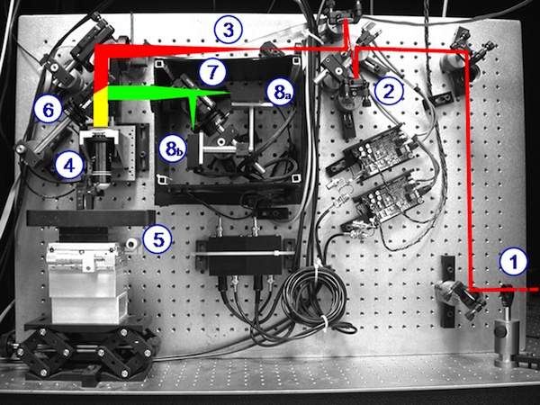 The figure shows the laser beam [in red, coming from the bottom right side of the panel (1)] that is first scanned by two galvanometric mirrors (2), then expanded by a telescope (3), and finally focused by the objective (4) onto the specimen (5). The emitted light (yellow) is separated from the exciting beam by a first dichroic mirror (6) and then split by a second dichroic mirror (7) in the red and green components. Two photomultipliers detect the split fluorescence emissions (8a,b).