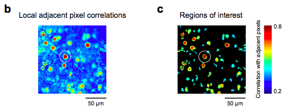 click to go to papers... this is from the Supplement to Smith and Hausser 2010