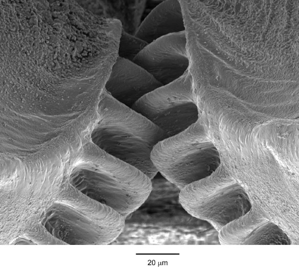 A scanning electron micrograph image of the gears. Credit: Malcolm Burrows  CLICK FOR SOURCE