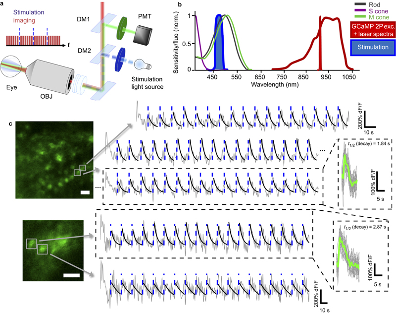 LSA_fig5