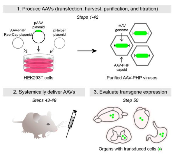 Detailed protocol for IV viral injections to drive systemic transgene