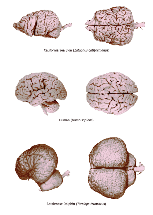 Отек мозга у собаки. Цефализация головного мозга. Этапы цефализации головного мозга.
